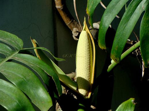  Inflorescence-Spadix